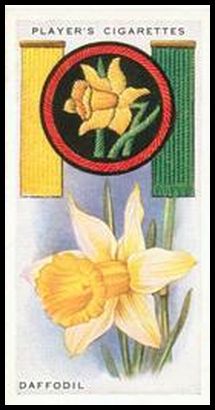 31 Daffodil